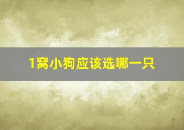 1窝小狗应该选哪一只