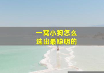 一窝小狗怎么选出最聪明的