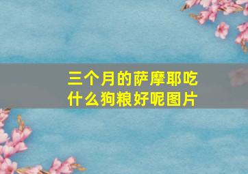 三个月的萨摩耶吃什么狗粮好呢图片