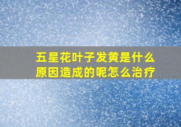 五星花叶子发黄是什么原因造成的呢怎么治疗