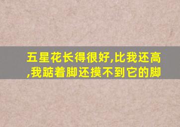 五星花长得很好,比我还高,我踮着脚还摸不到它的脚