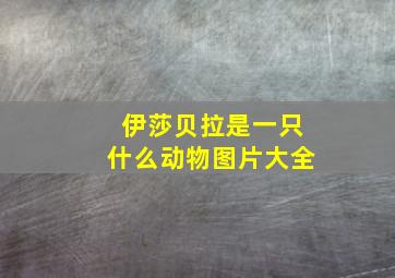 伊莎贝拉是一只什么动物图片大全