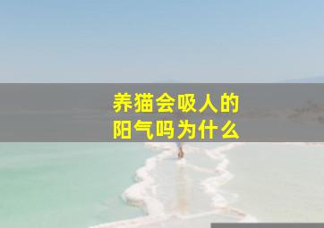 养猫会吸人的阳气吗为什么