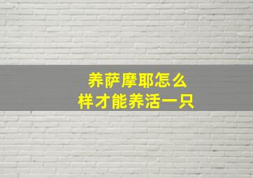 养萨摩耶怎么样才能养活一只