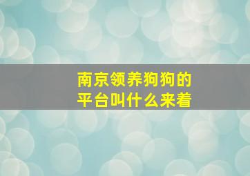 南京领养狗狗的平台叫什么来着