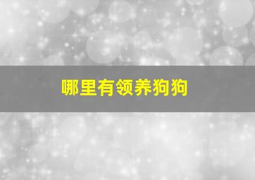 哪里有领养狗狗