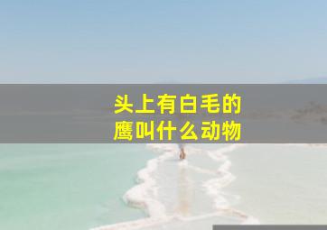 头上有白毛的鹰叫什么动物