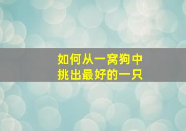 如何从一窝狗中挑出最好的一只