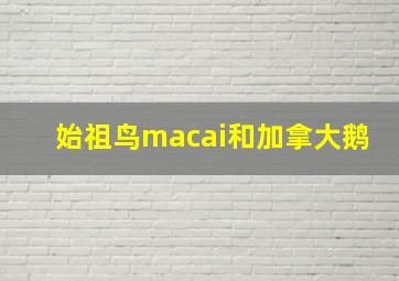 始祖鸟macai和加拿大鹅