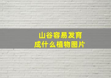 山谷容易发育成什么植物图片