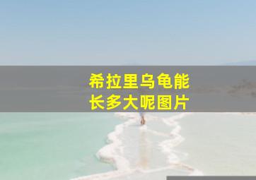 希拉里乌龟能长多大呢图片