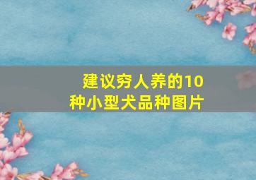 建议穷人养的10种小型犬品种图片