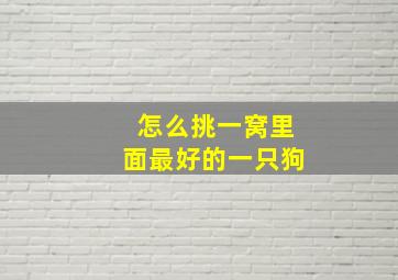 怎么挑一窝里面最好的一只狗