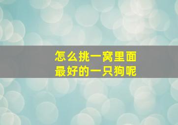 怎么挑一窝里面最好的一只狗呢