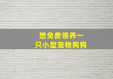 想免费领养一只小型宠物狗狗