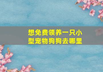 想免费领养一只小型宠物狗狗去哪里