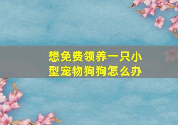 想免费领养一只小型宠物狗狗怎么办