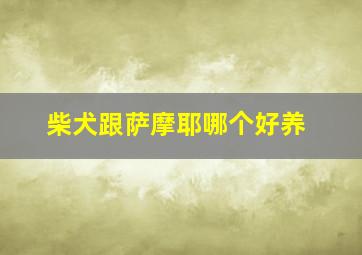 柴犬跟萨摩耶哪个好养