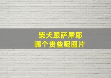 柴犬跟萨摩耶哪个贵些呢图片