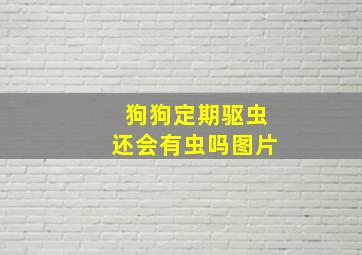 狗狗定期驱虫还会有虫吗图片