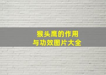 猴头鹰的作用与功效图片大全