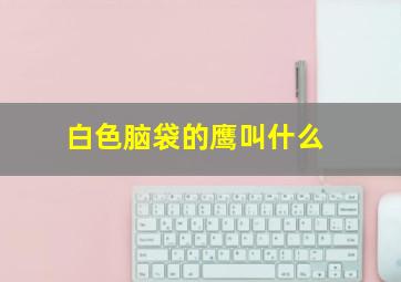 白色脑袋的鹰叫什么