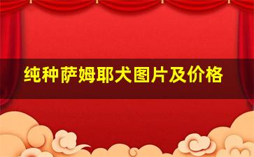 纯种萨姆耶犬图片及价格