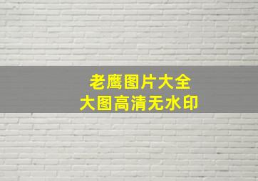 老鹰图片大全大图高清无水印