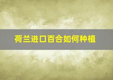 荷兰进口百合如何种植