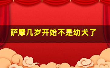 萨摩几岁开始不是幼犬了