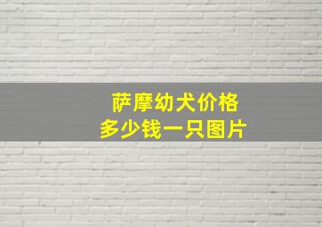 萨摩幼犬价格多少钱一只图片