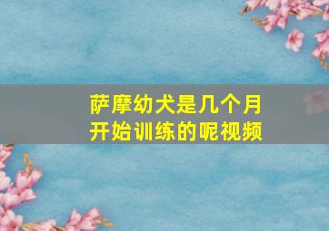 萨摩幼犬是几个月开始训练的呢视频