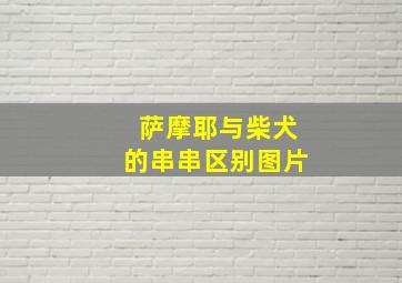 萨摩耶与柴犬的串串区别图片