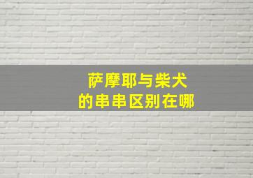 萨摩耶与柴犬的串串区别在哪