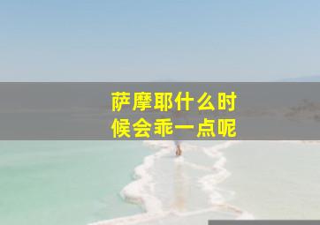 萨摩耶什么时候会乖一点呢