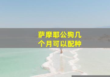 萨摩耶公狗几个月可以配种