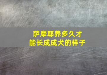 萨摩耶养多久才能长成成犬的样子