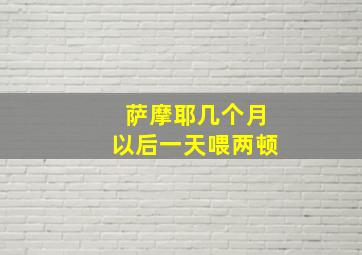 萨摩耶几个月以后一天喂两顿