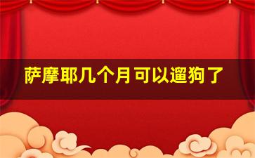 萨摩耶几个月可以遛狗了