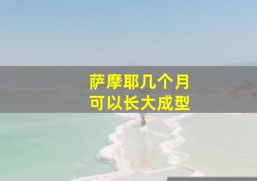 萨摩耶几个月可以长大成型