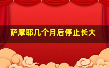 萨摩耶几个月后停止长大