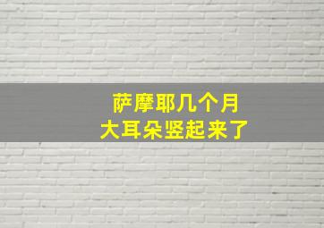 萨摩耶几个月大耳朵竖起来了