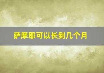 萨摩耶可以长到几个月