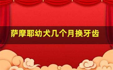 萨摩耶幼犬几个月换牙齿