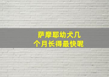 萨摩耶幼犬几个月长得最快呢