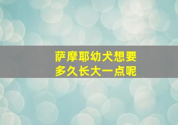 萨摩耶幼犬想要多久长大一点呢