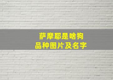 萨摩耶是啥狗品种图片及名字