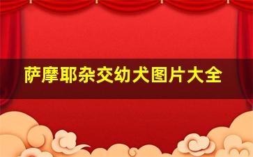 萨摩耶杂交幼犬图片大全