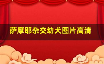 萨摩耶杂交幼犬图片高清