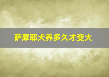 萨摩耶犬养多久才变大